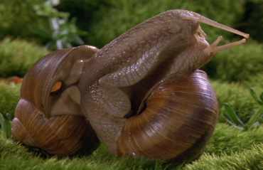 Snails Mating (from 
